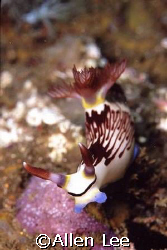 nudibranch,Malapascua. by Allen Lee 